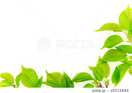 桜の若葉 10515683