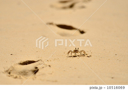 Little crab with sand background 10516069