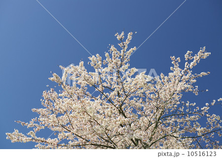 青空と桜 10516123