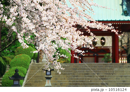 寺と桜 寺と桜 10516124