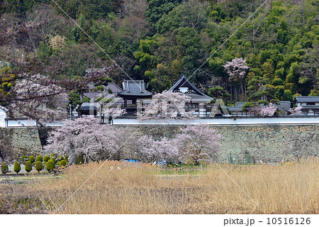 春の大雲寺 春の大雲寺 10516126