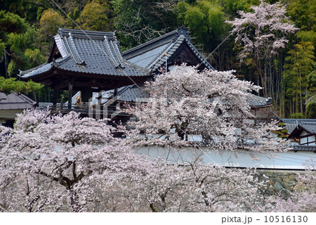 春の大雲寺 10516130