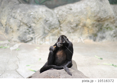 クモザル 10516372