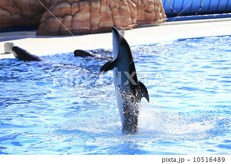 イルカショー 10516489