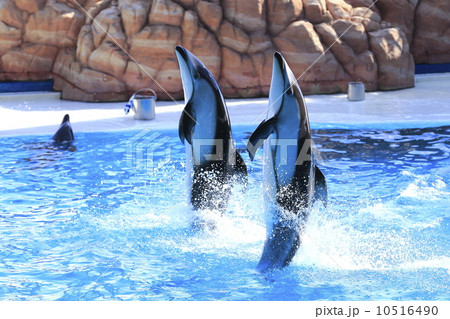 イルカショー 10516490