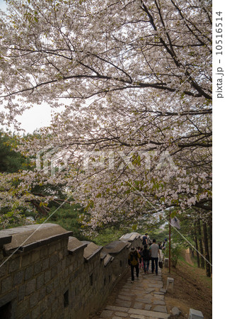 世界遺産 水原華城 城壁の桜(ソウル) 世界遺産 水原華城 城壁の桜(ソウル) 10516514
