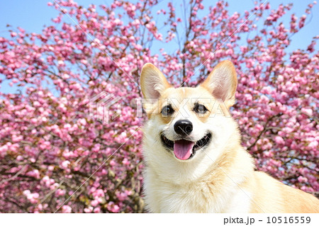 満開だねぇ♪ 10516559