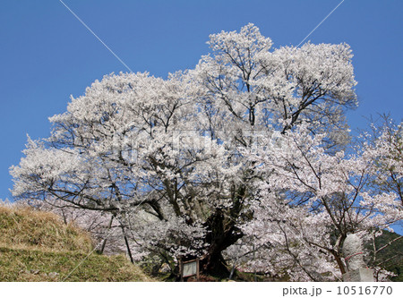 仏隆寺・千年桜 10516770