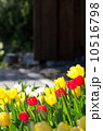 チューリップ 10516798