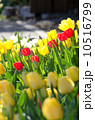 チューリップ 10516799