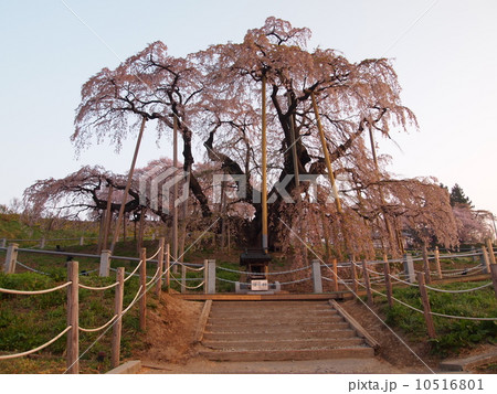 朝の三春の滝桜 朝の三春の滝桜 10516801
