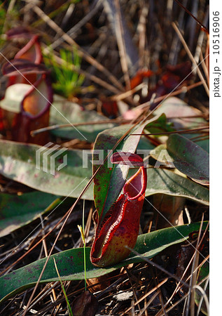 Nepenthes plant 10516906