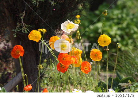 ケシの花 ケシの花 10517178