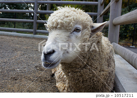 羊の正面の写真素材