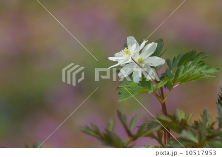 野の花 キクザキイチゲ 野の花 キクザキイチゲ 10517953