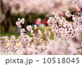 さくら 10518045