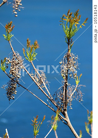 櫨の新芽と実 10518143