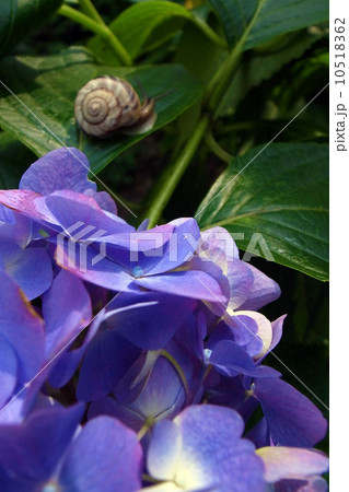 あじさいとカタツムリ 10518362