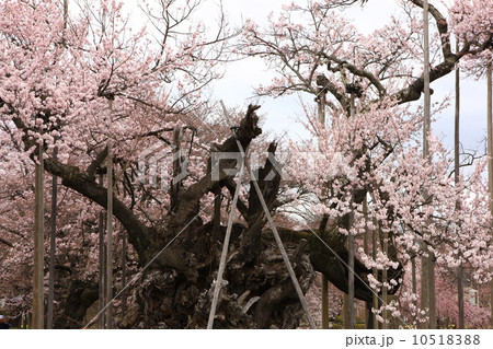 山高神代ザクラ 山高神代ザクラ 10518388
