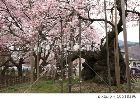 山高神代ザクラ 山高神代ザクラ 10518396