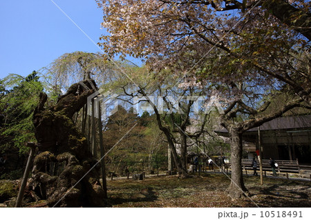 常照皇寺の桜 10518491