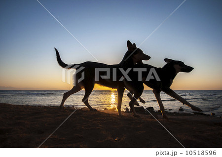 エジプト　ダハブの日の出 10518596