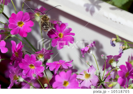 ヒゲナガハナバチ 10518705