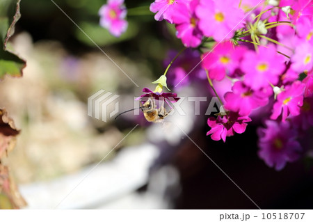 ヒゲナガハナバチ 10518707