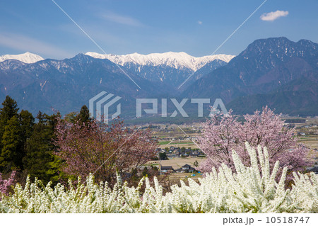 池田クラフトパークの花 10518747