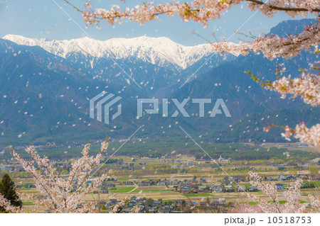 池田クラフトパークの花 10518753