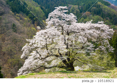 駒つなぎの桜 駒つなぎの桜 10518921