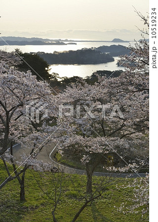 松島湾 西行戻しの松公園 松島湾 西行戻しの松公園 10519234