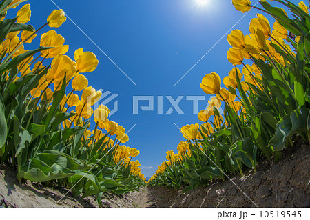 五泉市のチューリップ祭り 10519545