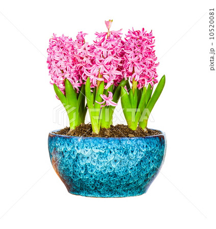 Flower Bonsai on the white background Flower Bonsai on the white background 10520081