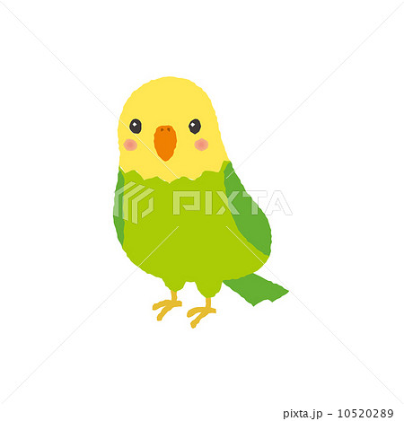 セキセイインコ 10520289