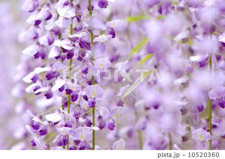 藤色のカーテン 10520360