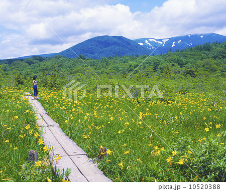 栗駒山　世界谷地　ニッコウキスゲ 10520388