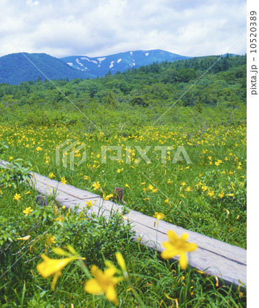 栗駒山　世界谷地　ニッコウキスゲ 10520389