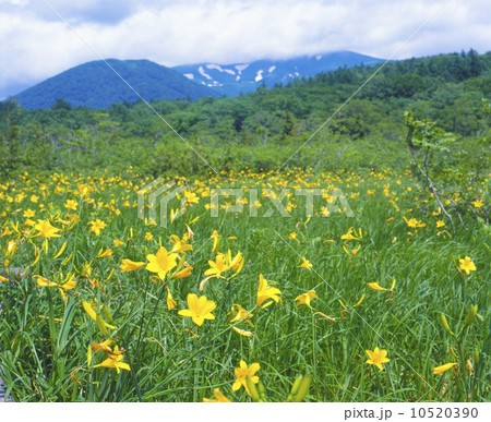 栗駒山　世界谷地　ニッコウキスゲ 10520390
