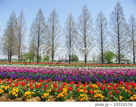 チューリップ咲く公園風景 10520558