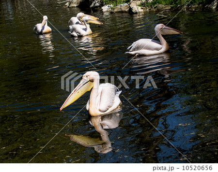 Great white pelican (Pelecanus onocrotalus) Great white pelican (Pelecanus onocrotalus) 10520656