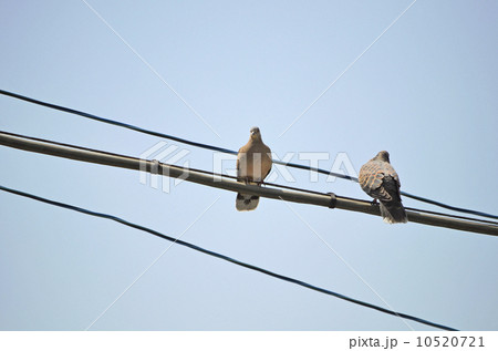 キジバト（雉鳩） 10520721
