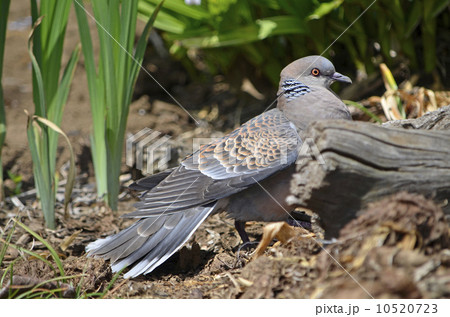 キジバト（雉鳩） 10520723