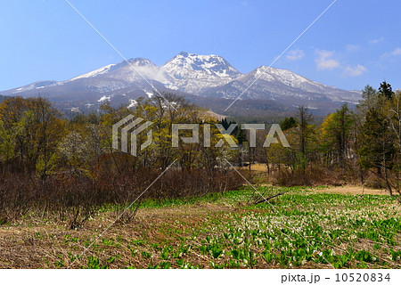 イモリ池の水芭蕉 10520834