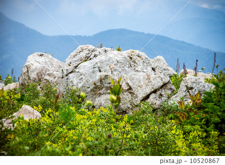Summer green Nature Landscape Mountains and flowers valley Summer green Nature Landscape Mountains and flowers valley 10520867