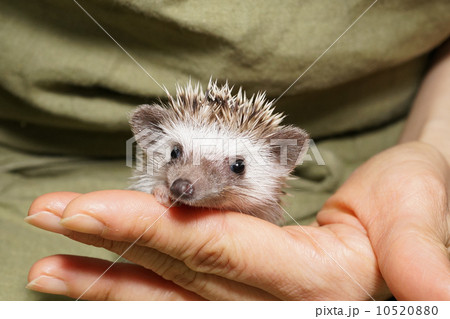 ヨツユビハリネズミ ヨツユビハリネズミ 10520880