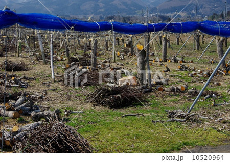 果樹園の廃農　 10520964