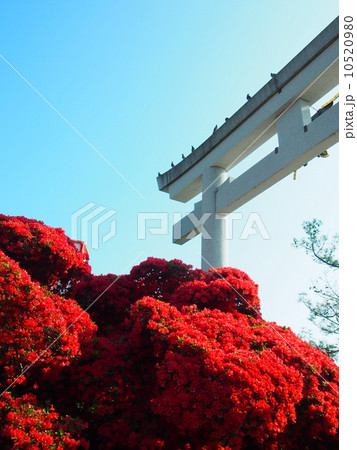 長岡天満宮のキリシマツツジ 10520980