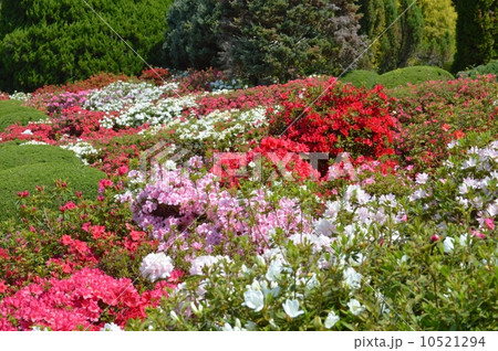 ツツジ 10521294