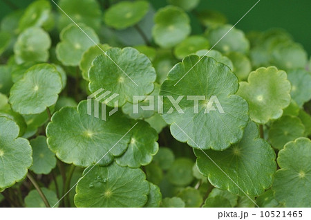 ウチワゼニクサ 10521465